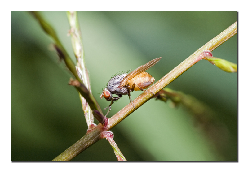 Strana mosca