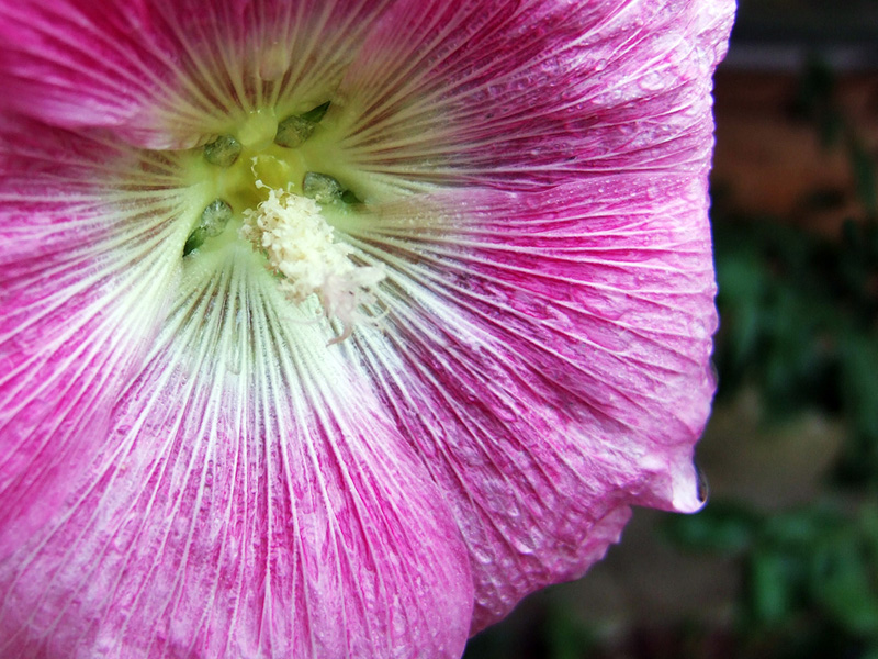FIORE