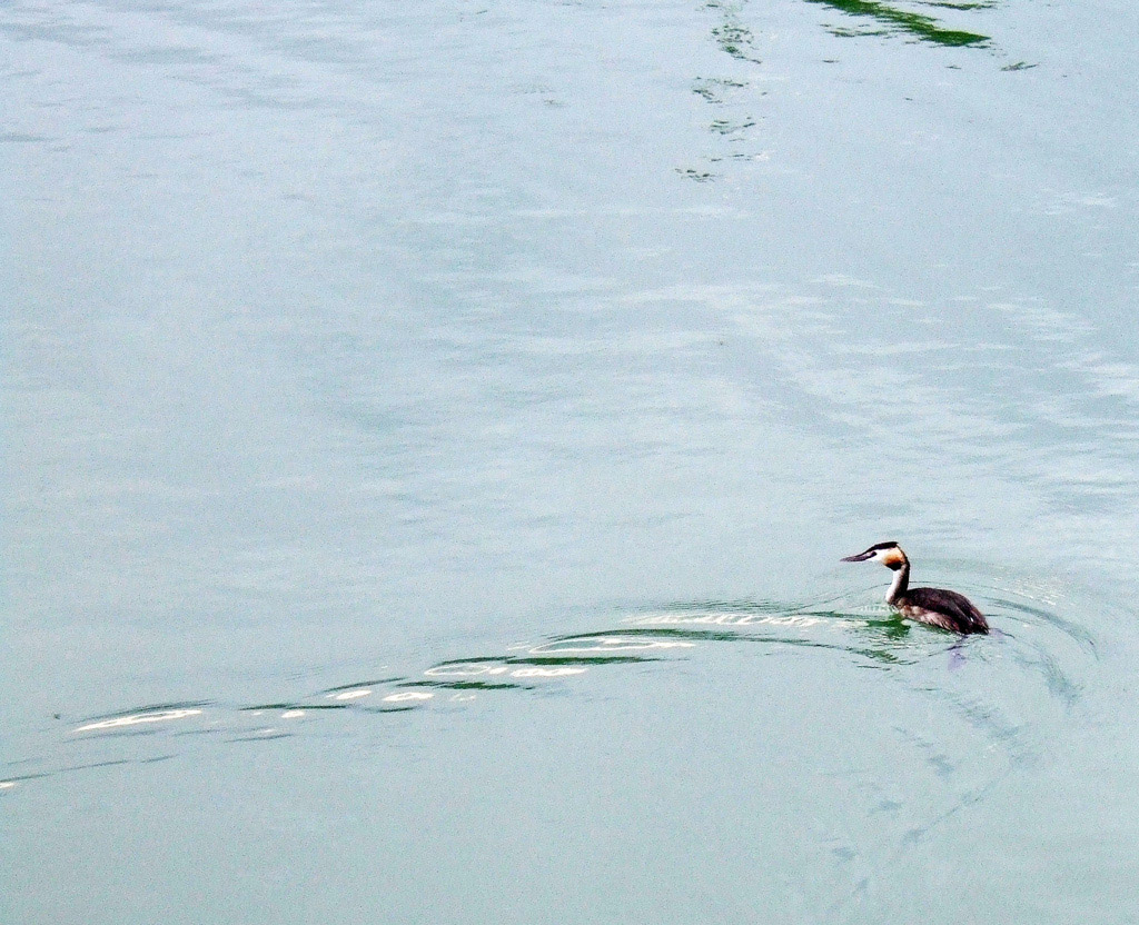 uccello acquatico