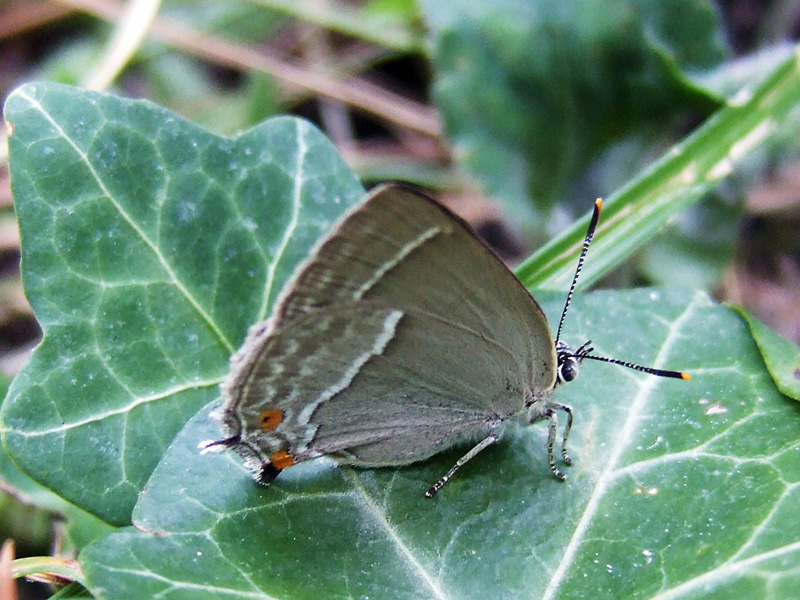 farfalla