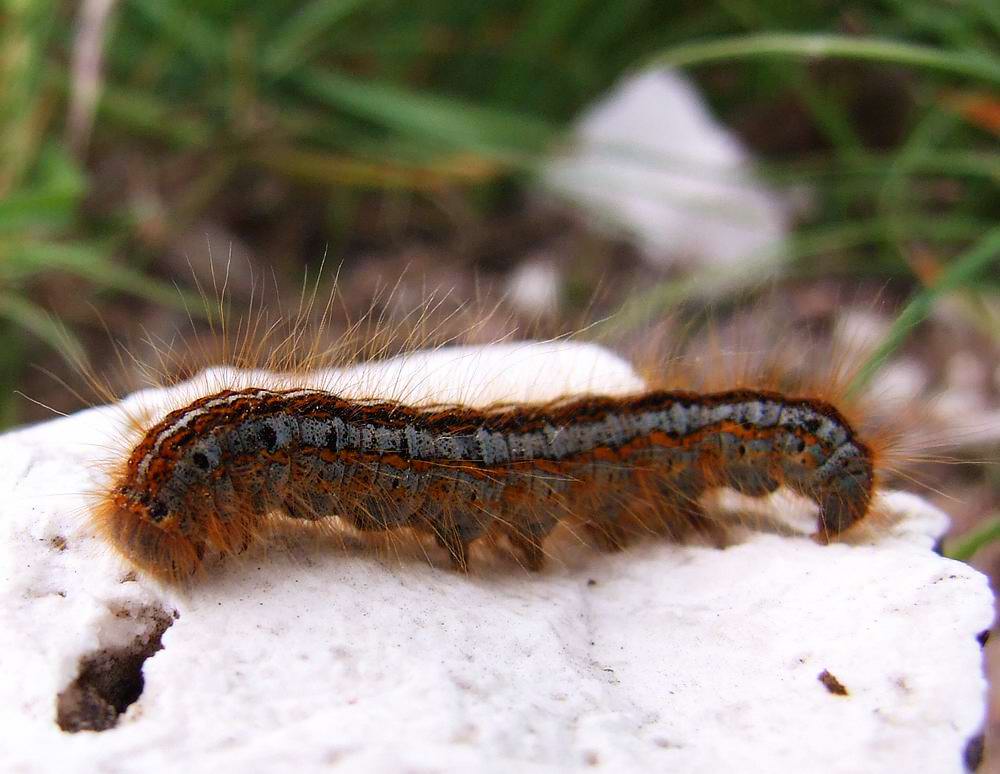 macro