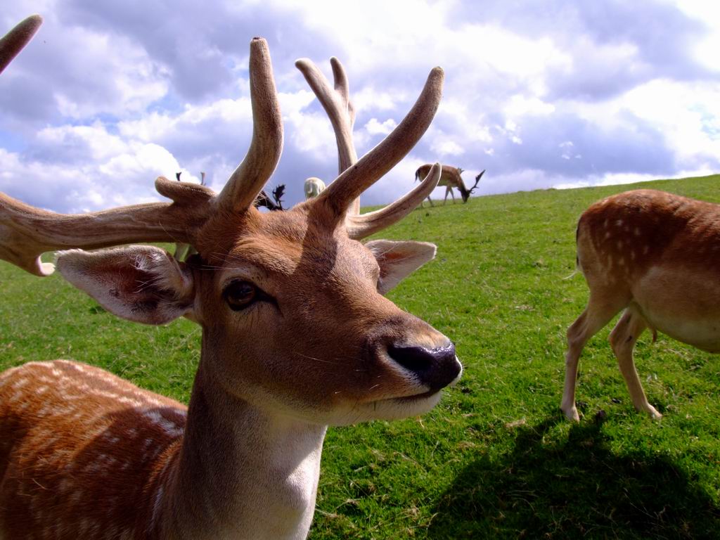 bambi