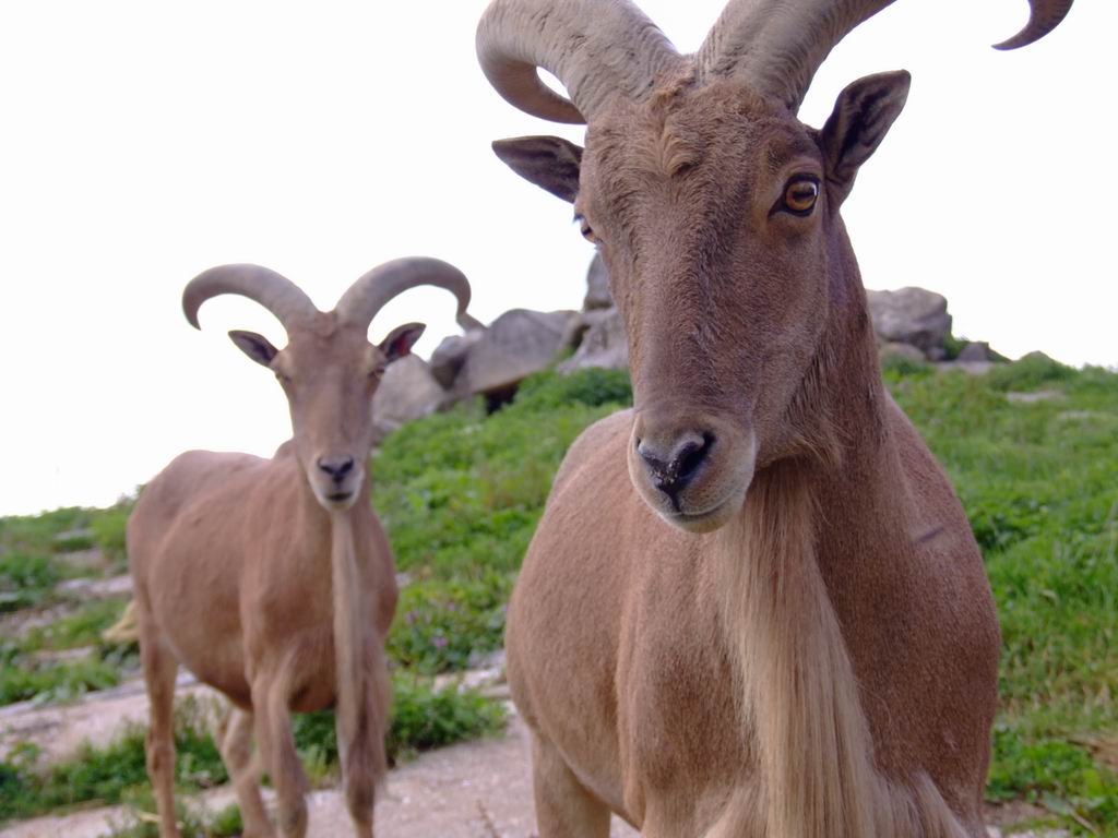 Capricorn