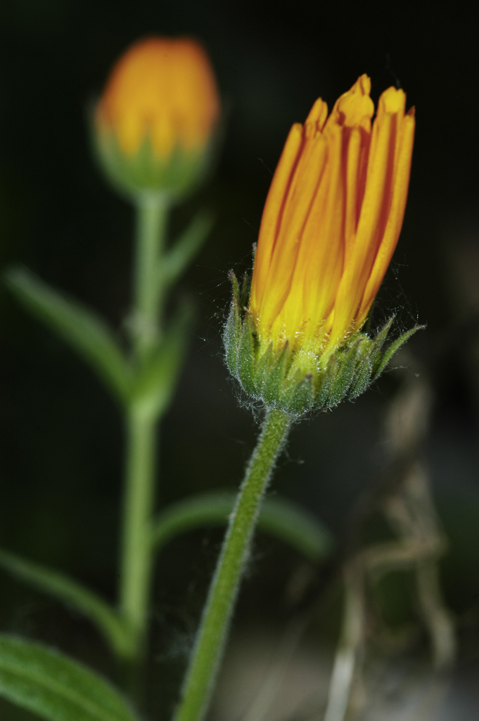 Fiore