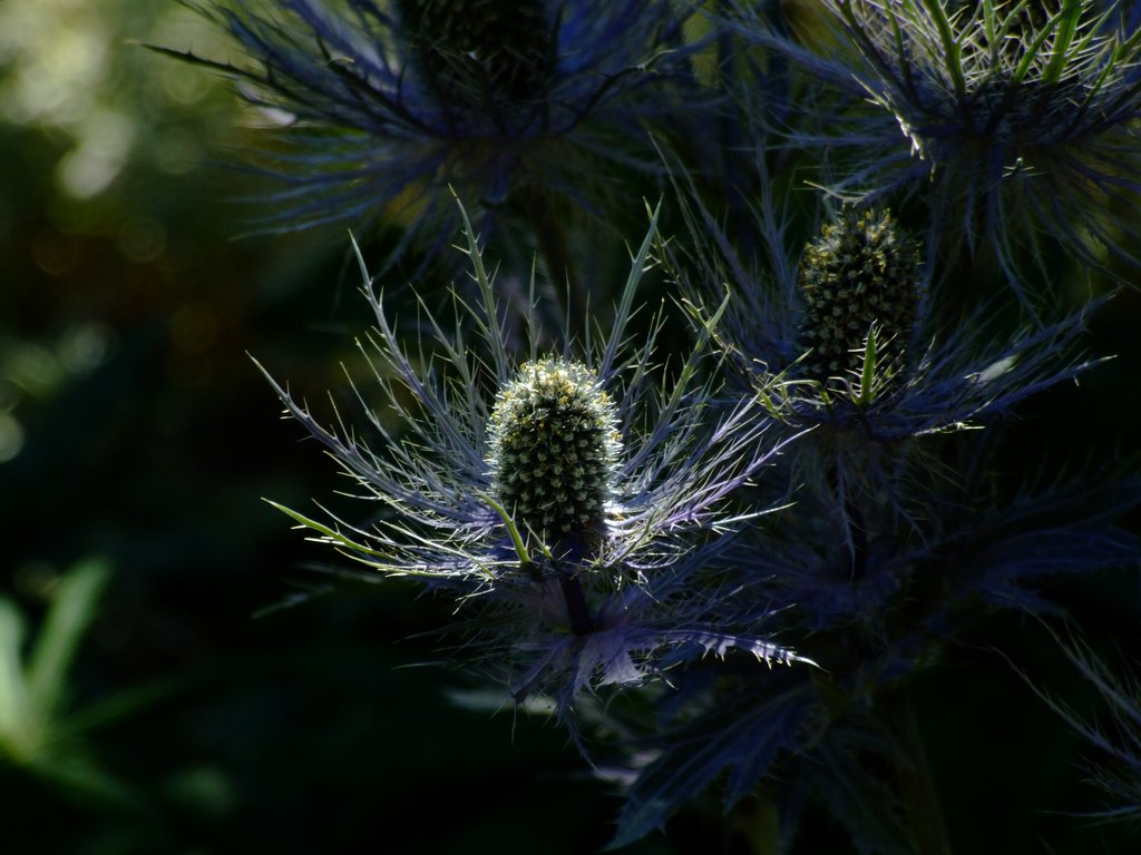 Fiore allo scuro