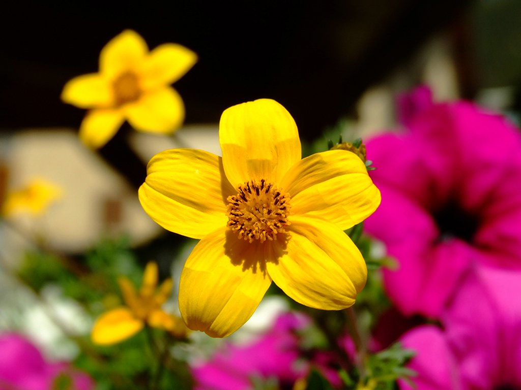 Fiore giallo