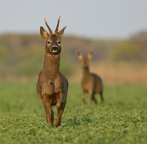 capriolo 02