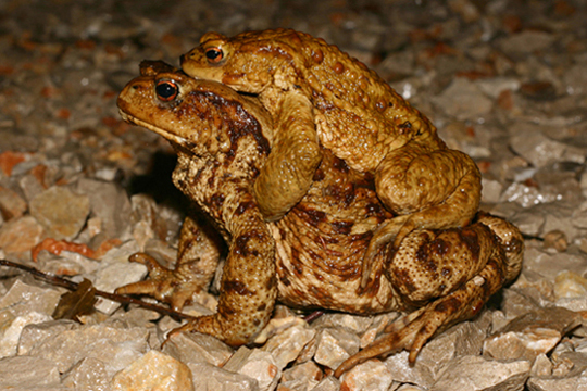 coppia rospi comuni