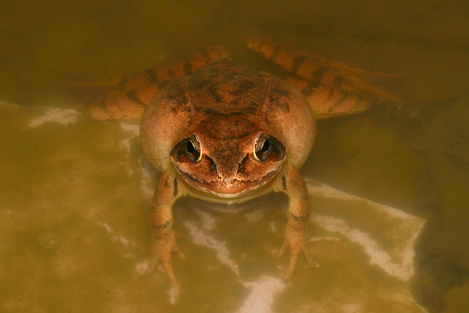 rana dalmatina