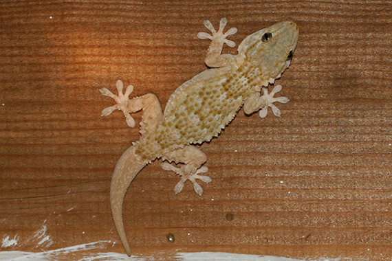tarantola muraiola
