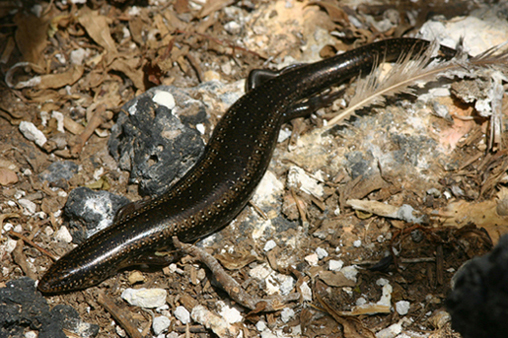 gongilo
