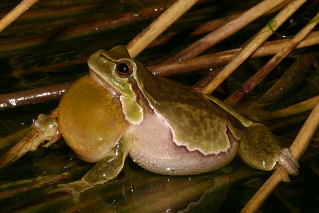 hyla 01