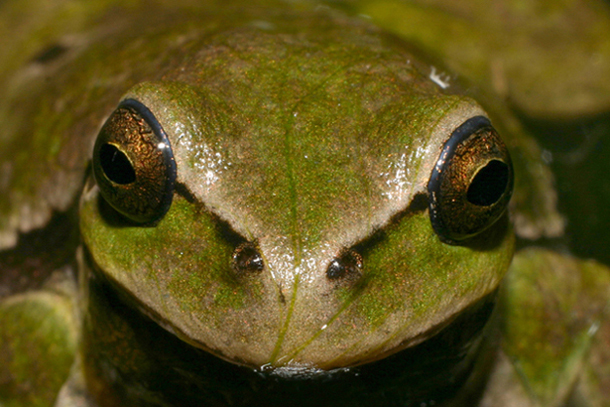 hyla 02