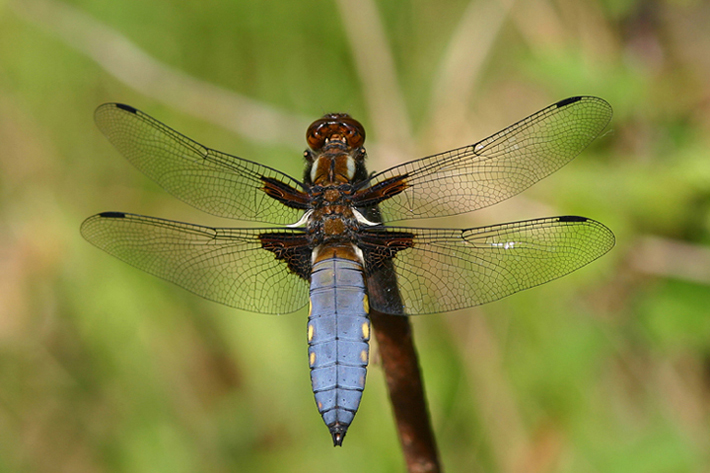 libellula depressa