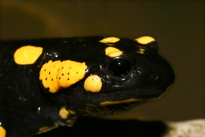 salamandra pezzata