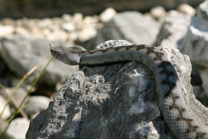 vipera dal corno