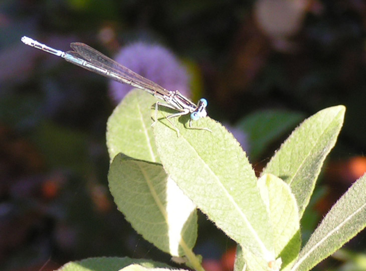 Libellula