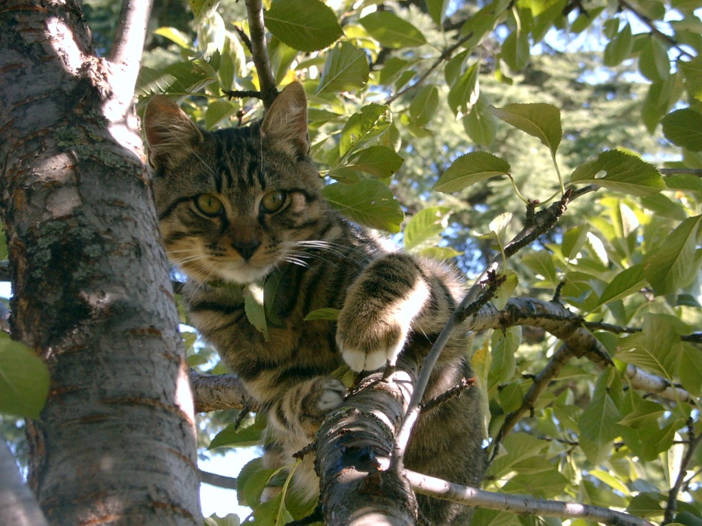 Il mio gatto Aldo