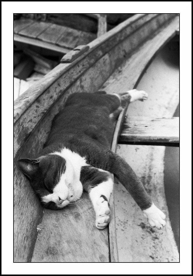 Siesta