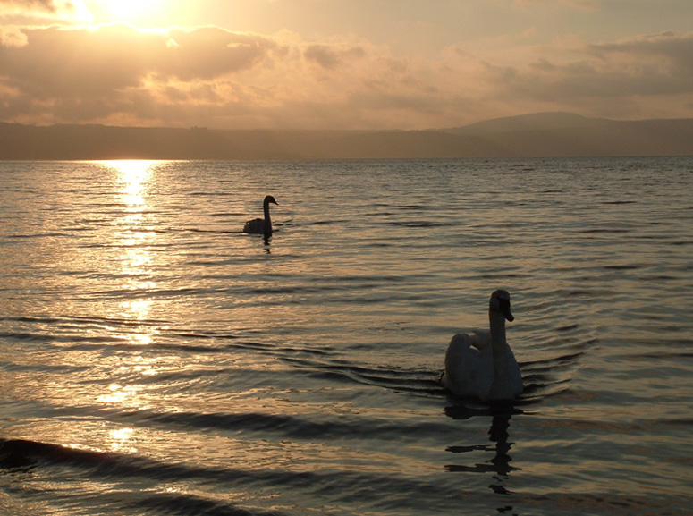 Cigni al tramonto