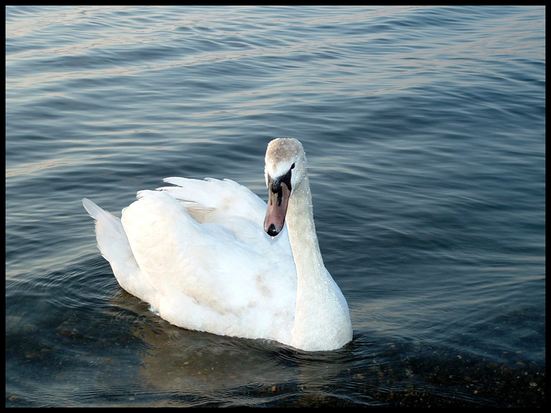 Cigno