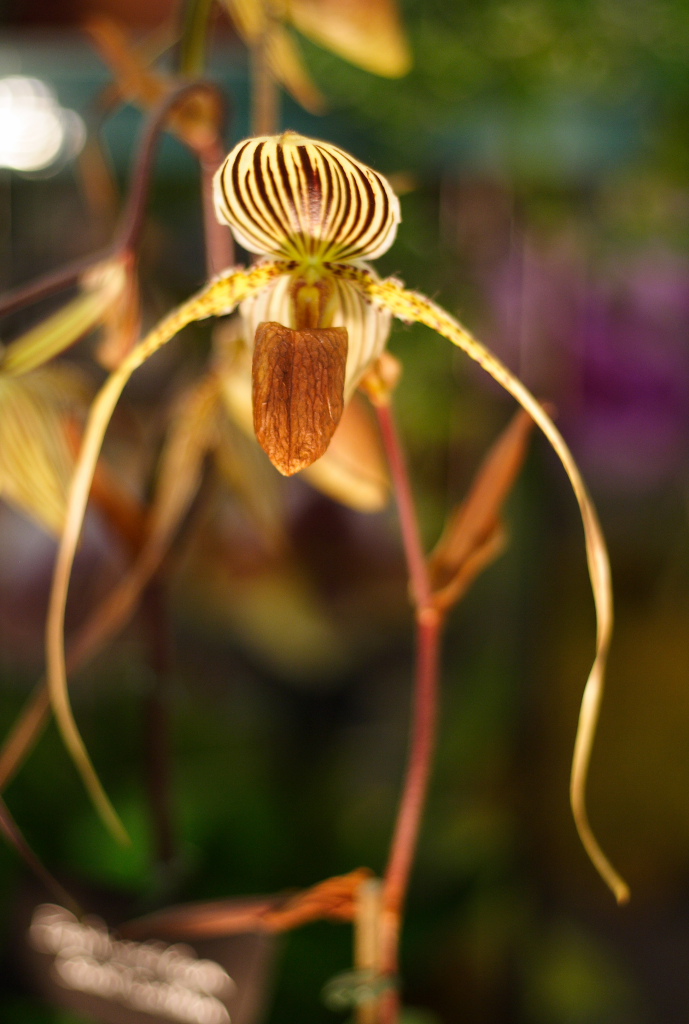 Fiore