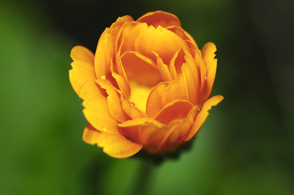 Rosa