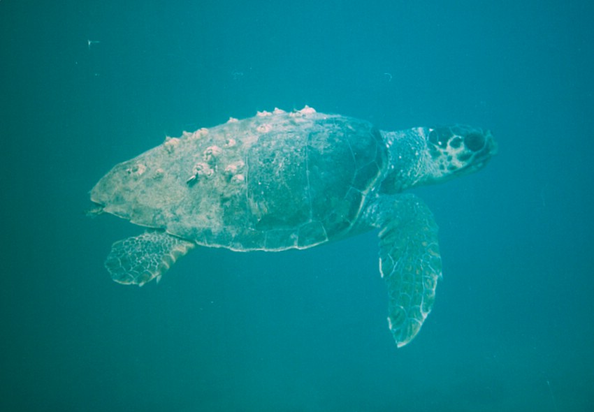 Caretta caretta