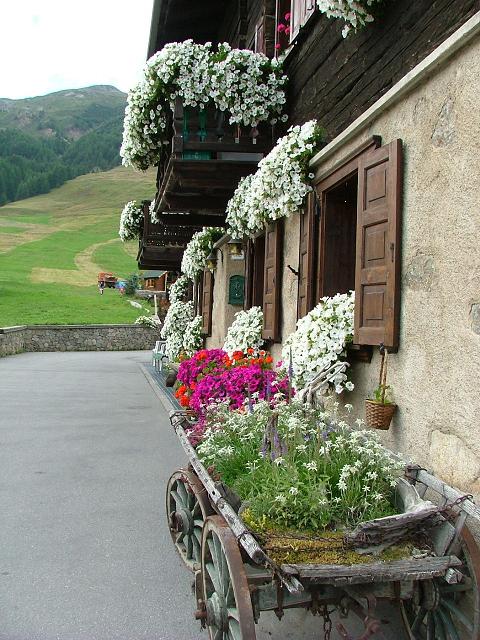 fiori