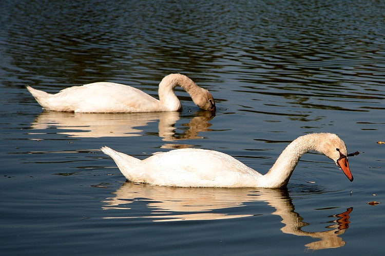 Cigni