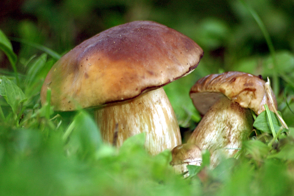 funghi