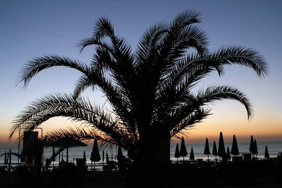 Palma all'alba