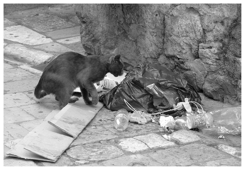 gatto di strada