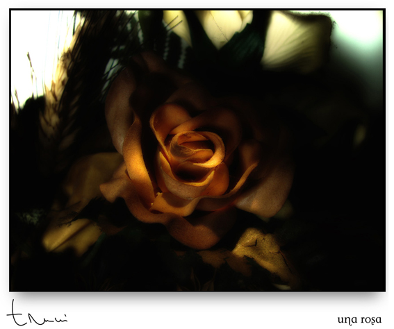 Rosa