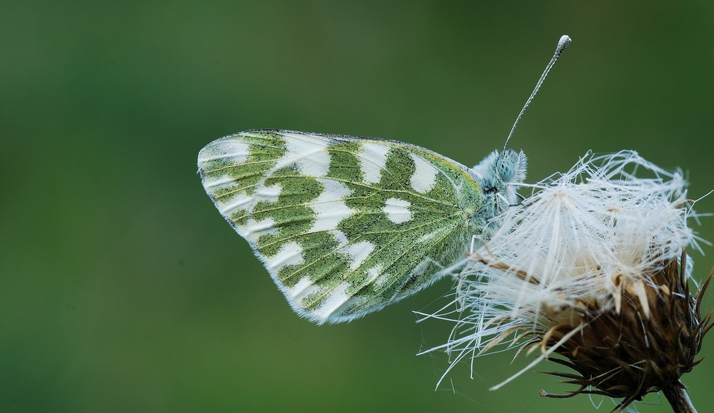 Pontia edusa