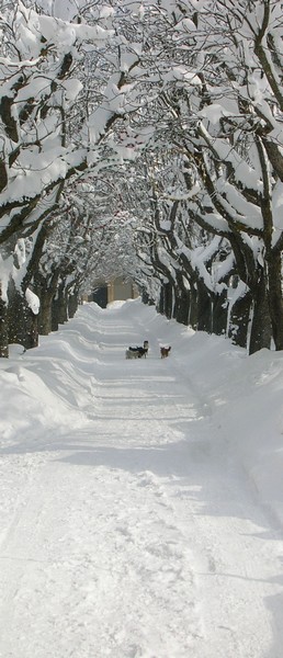 "Cani da neve"