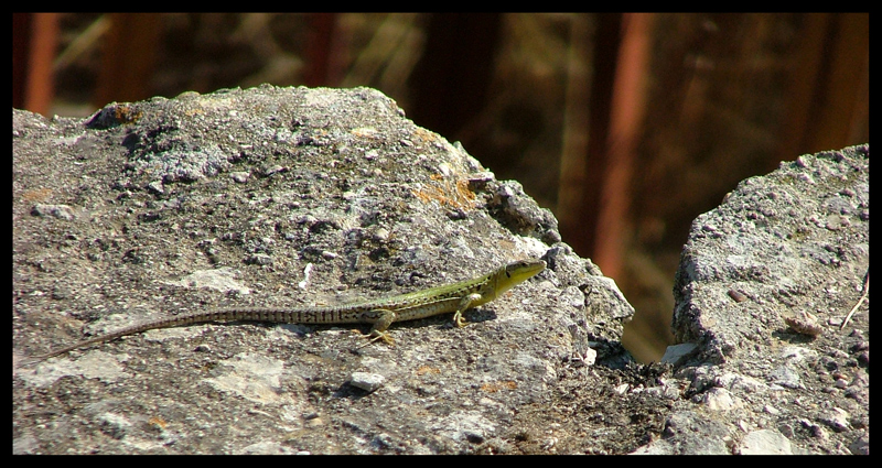 lizard