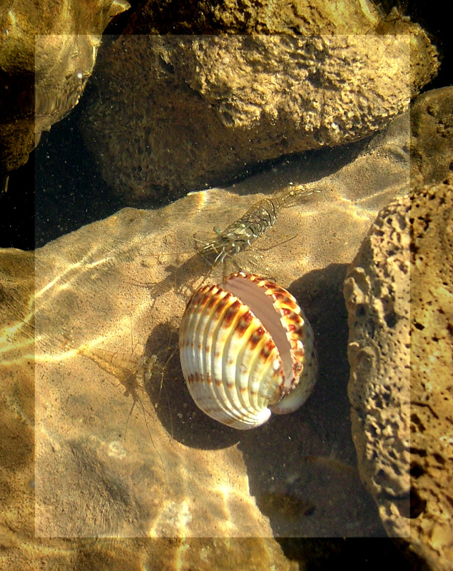 gamberetti