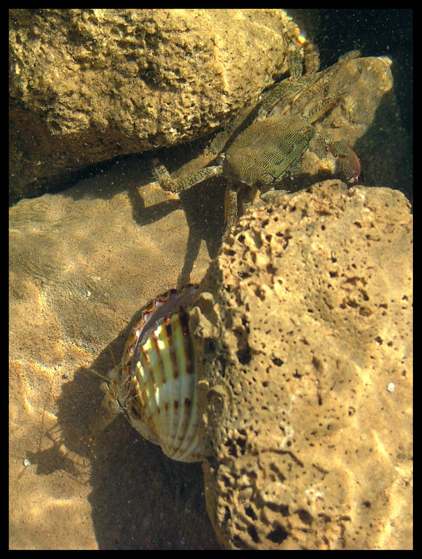 gamberetto e granchio