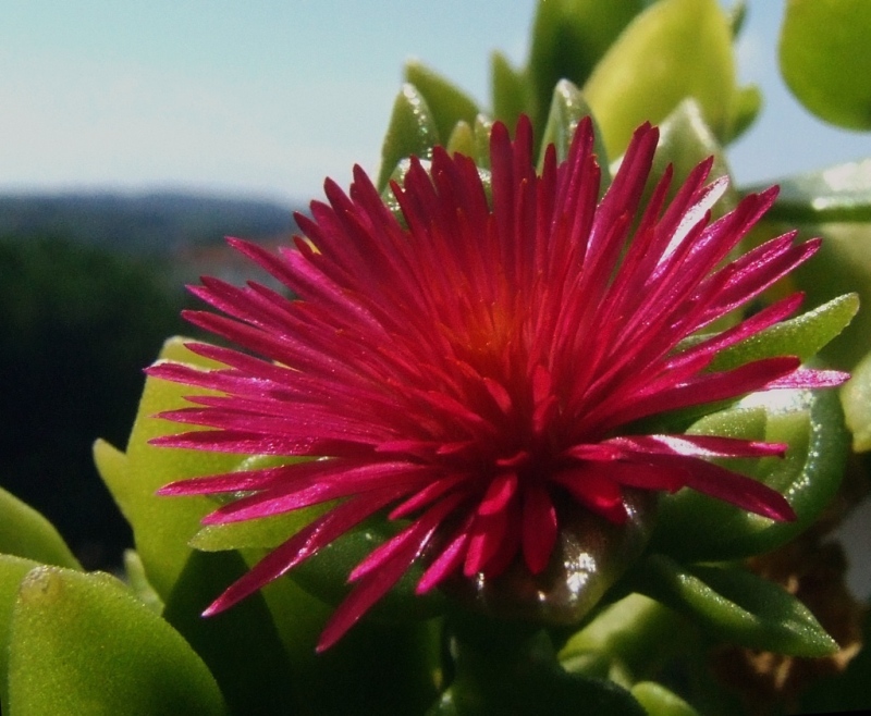 Dettagli succulenti