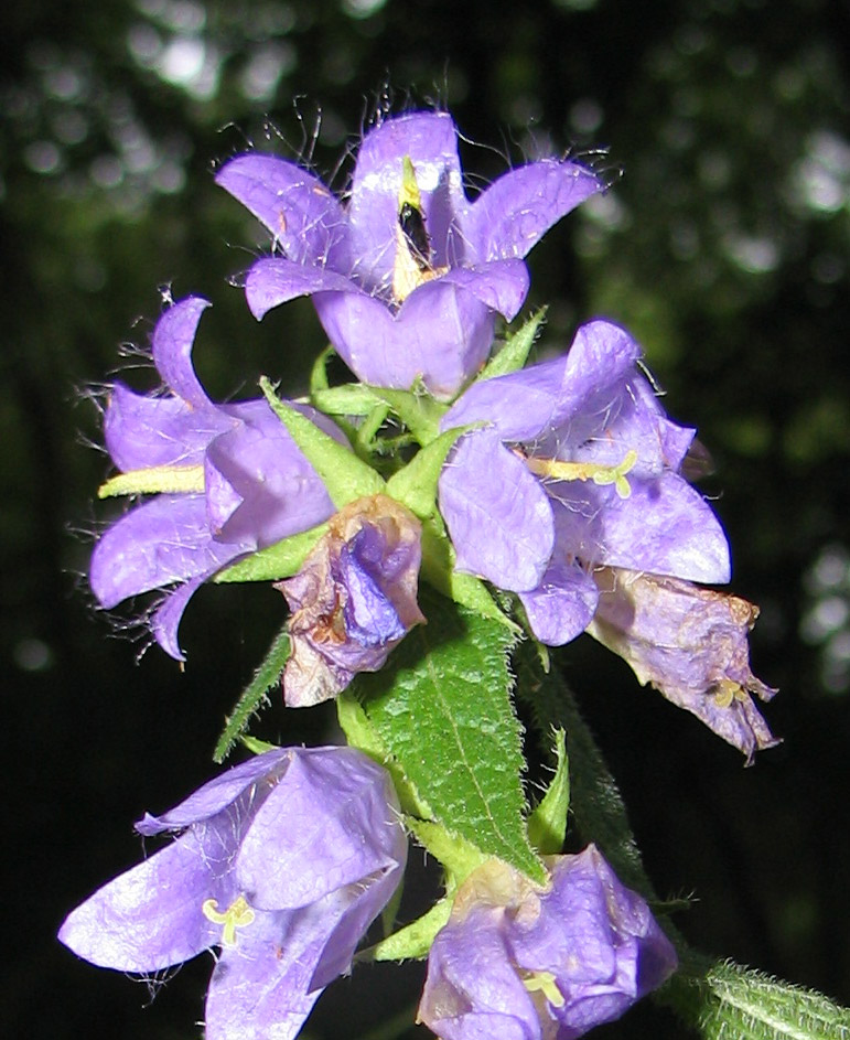 Crop violette