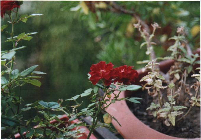 Fiore