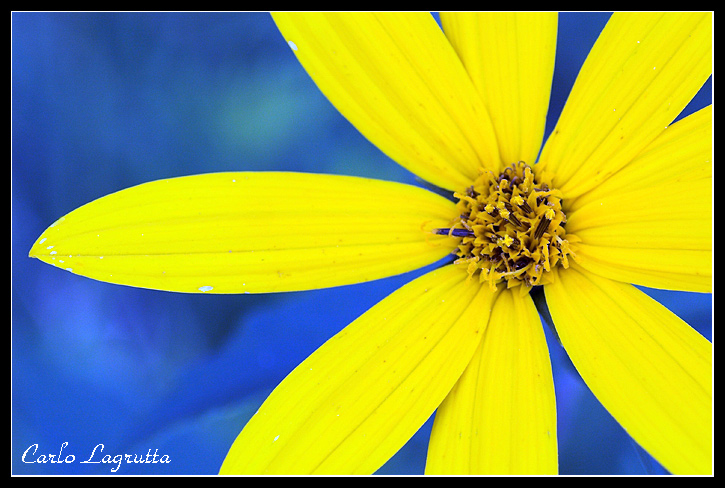 Giallo&Blu