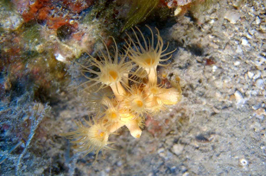margherite