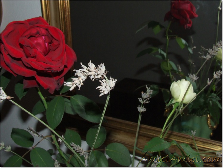 Rosa