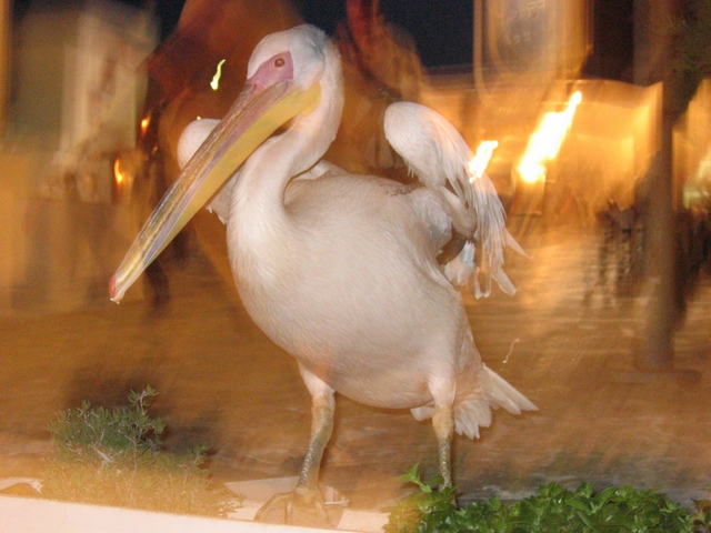 pellicano...