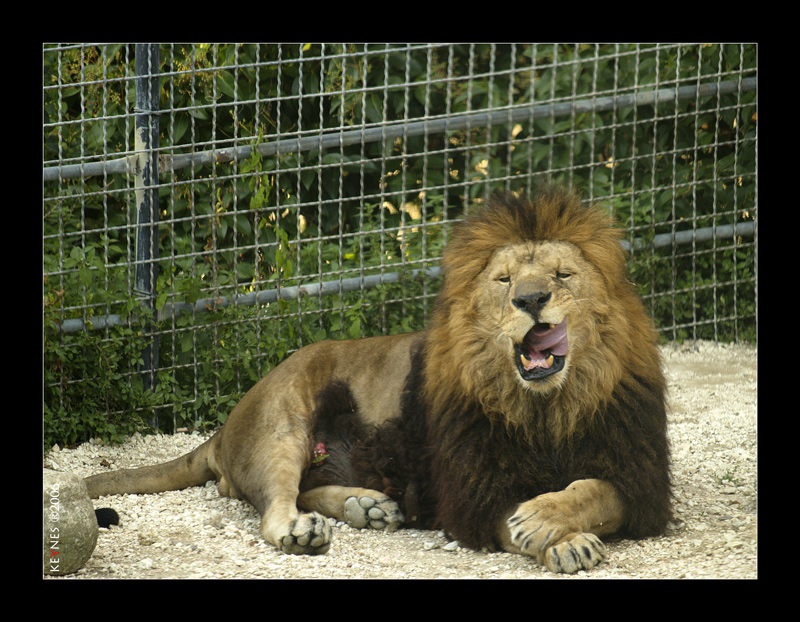 Leone