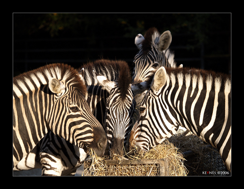 Zebre