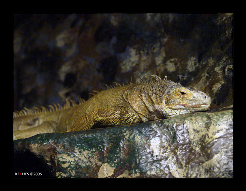 Iguana