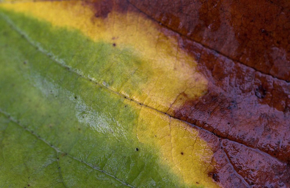 Le prime tinte d' autunno